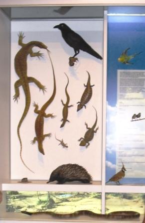 Central Australian Reptiles and Birds mounts Bush Tucker display Nyinkka Nyunyu Tennant Creek 2003