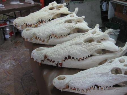Saltwater Crocodile Skulls prepared for display Crocosaurus Cove Darwin