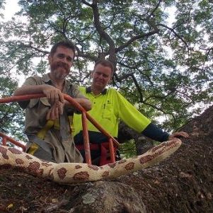 Giant Python - Darwin Botanic Gardens