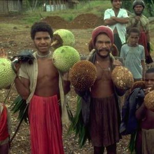 Pandanus-jiulianettii-fruit-collected-by-locals-from-high-al