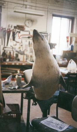 Australian fur seal mount Prepared by Ewin Wood in the Old Preparators Workshop Museum of Victoria