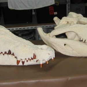 Crocodile Skulls